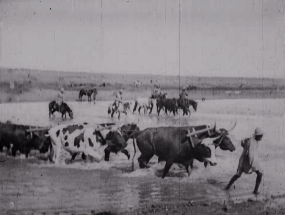A menagerie of animals helps troops cross a river without getting their feet wet
