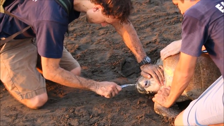 Filmed during a research project in Costa Rica, this widely viewed video captures marine biologist Dr Nathan J. Robinson and the Leatherback Trust team removing a plastic fork lodged deep inside the nostril of an olive ridley sea turtle. The close‑up rescue highlights both the immediate harm caused by single‑use plastics and the delicate fieldwork required to treat affected marine animals.  

This footage follows Robinson’s earlier involvement in the similarly viral “sea turtle with a straw in its nostril” video, which amassed millions of views worldwide and inspired a wave of public outrage over ocean plastics. Both YouTube videos played a key role in drawing global attention to the issue and helped to catalyse discussions that led to plastic‑straw bans in several countries. 

The turtle’s struggle as the fork is removed makes the impact of plastic pollution painfully clear, offering a first‑hand glimpse of suffering that statistics alone can’t convey, and shows why such footage continues to spark global outrage online. 