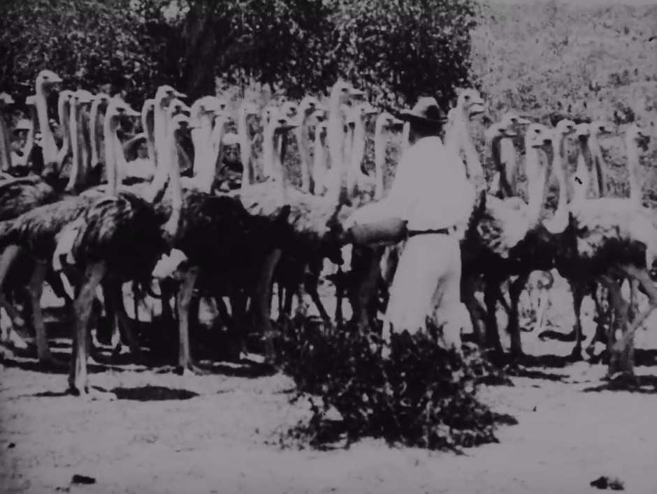 A break from the Boer War as a travelling film camera brings footage of an exotic feeding time back to Britain