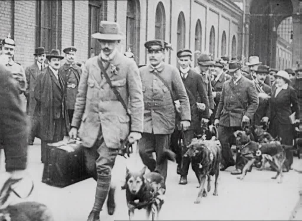 Talented and obedient Red Cross dogs prepare to rescue Berlin's wounded from the Front.